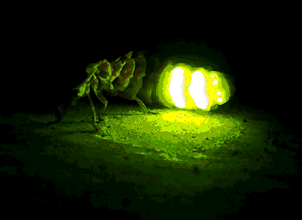 luciérnaga