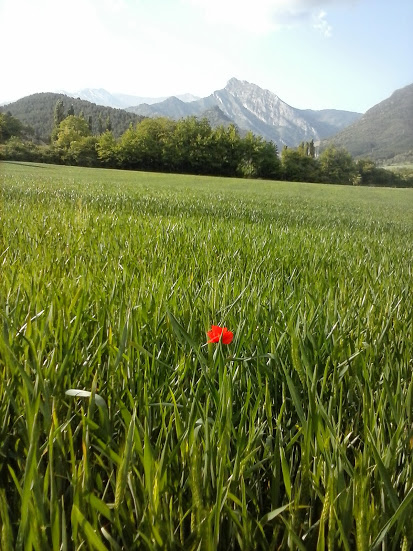 campo de trigo