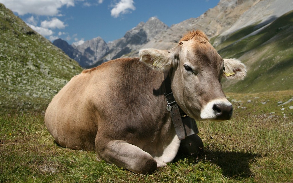 vaca montaña