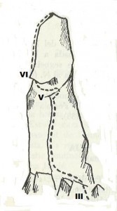 mussol de tumeneia